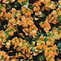 Kunstplanten mat 50x50 cm pachysandra oranje Buitengewoon de Boet - Buitengewoon de boet