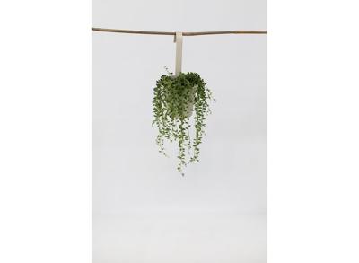 Senecio 'String of Pearls' hanging plant