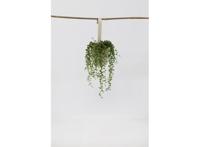 Senecio 'String of Pearls' hanging plant