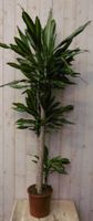 Kamerplant Drakenbloedboom Dracaena Massangeana Geel-Groen 160 cm - Warentuin Natuurlijk