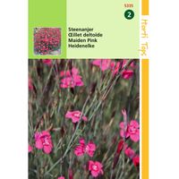 Hortitops - 2 stuks Dianthus Deltoides Erectus Karmijnrose - thumbnail