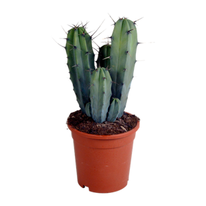 Myrtillocactus geometrizans 17 cm - zonder pot