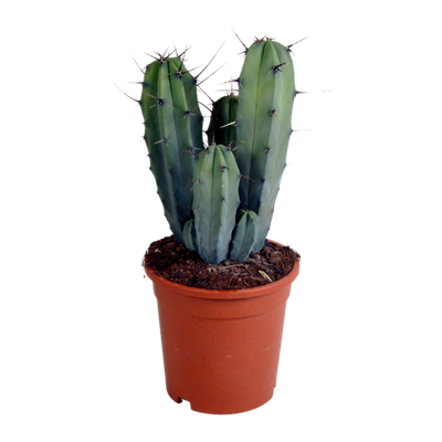 Myrtillocactus geometrizans 17 cm - zonder pot