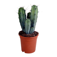 Myrtillocactus geometrizans 17 cm - zonder pot