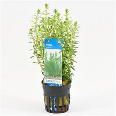 Rotala bossii
 - 6 stuks - aquarium plant