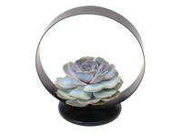 Echeveria in black metal holder