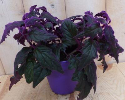 2 stuks! Kamerplant Gynura - glow in the dark - - Warentuin natuurlijk