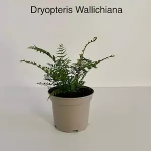 Tuinplant Zwarte Schub Varen Dryopteris Wallichiana