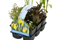 Inheemse planten in sixpack