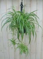 Hangplant Graslelie - Warentuin natuurlijk