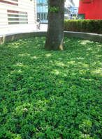 Plantenmat vasteplanten Waldsteinia Goudaardbei prijs per 1m2 cm Covergreen - Covergreen