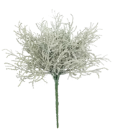 Santolina lvs plant grey 25cm - Nova nature