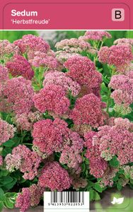 Vips Sedum Herbstfreude - Hemelsleutel