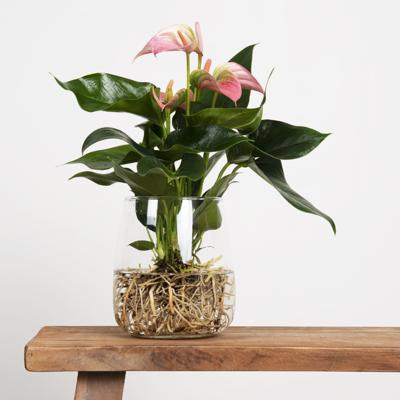 plantje.nl Hydroponie, Anthurium Flamingoplant, Bloeiende kamerplanten, Makkelijke kamerplanten, Kleine planten, Kantoorplanten, Groene Kamerplanten,