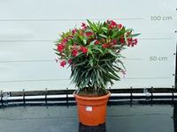 Rode Oleander - hoogte 80-100 cm