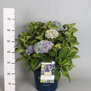 Hydrangea Macrophylla "Magical Amethyst Blauw"® boerenhortensia - 40-50 cm - 1 stuks