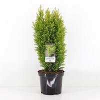 Chamaecyparis law ellw gold 55 cm - Warentuin natuurlijk