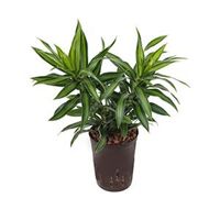 Dracaena pleomele song of jamaica hydrocultuur plant - thumbnail