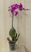 Vlinderorchidee Luxe Tak roze 80 cm - Warentuin Natuurlijk