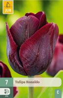 Tulp Ronaldo 7 bollen
