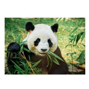Dieren kinderkamer poster panda / reuzenpanda 84 x 59 cm   -