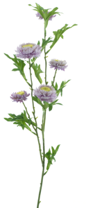 Bellis spray purple 82cm