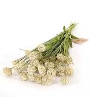 Kunst Tak Allium Creme - Buitengewoon de boet