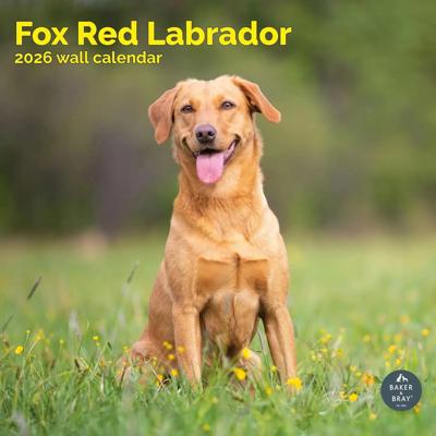 Labrador Retriever Fox Red Kalender 2026
