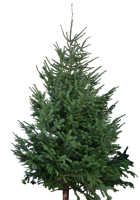 Kerstboom Warentuin XXL Nordman B - kwaliteit Abies Nordmanniana 250 - 300 cm gezaagd Warentuin Natuurlijk - Warentuin natuurlijk