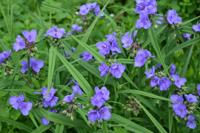 Eendagsbloem Eendagsbloem