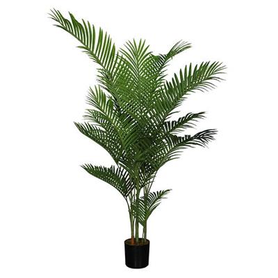 Areca palm 185 cm - Buitengewoon de boet
