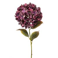 Hydrangea