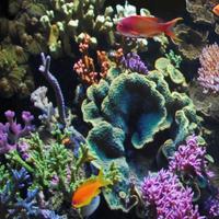 Bm reef 90 aquarium Blue Marine Aquadistri - Aquadistri