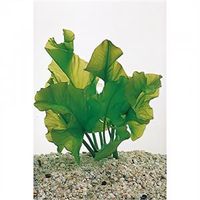 Nuphar japonica - 3 stuks - aquarium plant - thumbnail