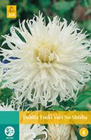 Dahlia Tsuki Yori No Shisha Bloembol JUB 1 bol - Jub