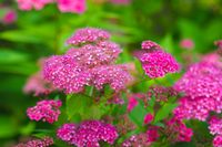 Spierstruik spirea - thumbnail