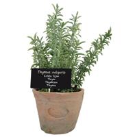 Kunstplant/kruiden tijm - in oude terracotta pot - 21 cm - kruiden   -