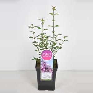 Sering (syringa chinensis "Saugeana") - 40-60 cm - 1 stuks