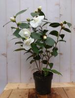 Camelia wit 50 cm Warentuin Natuurlijk - Warentuin natuurlijk
