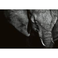 Fotobehang - Beautiful Elephant 384x260cm - Vliesbehang - thumbnail