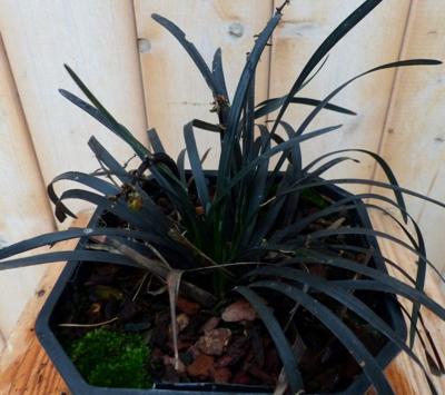 Zwart gras 30 cm - Warentuin natuurlijk
