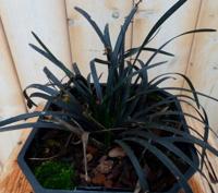 Zwart gras 30 cm - Warentuin natuurlijk