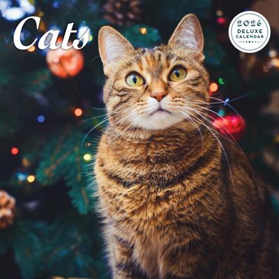 Katten Kalender 2026 Deluxe