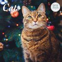 Katten Kalender 2026 Deluxe