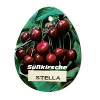 Prunus Avium Stella - Oosterik Home - thumbnail