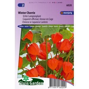 Echte lampionplant bloemzaden – Winter Cherrie