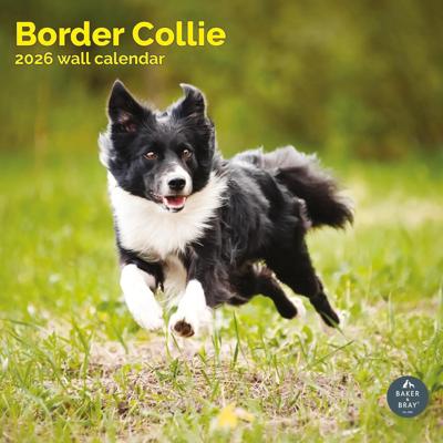 Border Collie Kalender 2026