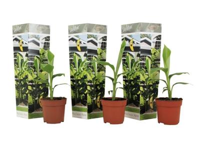 Winterharde bananenplanten - 3 stuks
