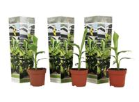 Winterharde bananenplanten - 3 stuks
