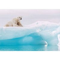Fotobehang - Arctic Polar Bear 400x280cm - Vliesbehang